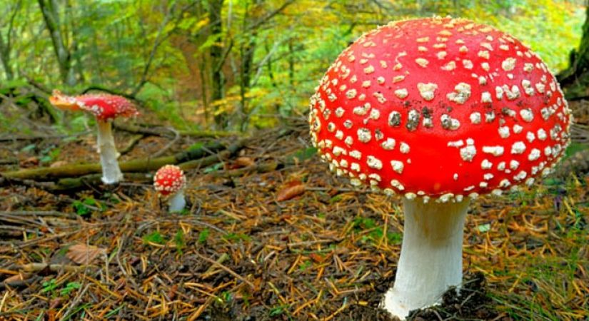 A date with amanita